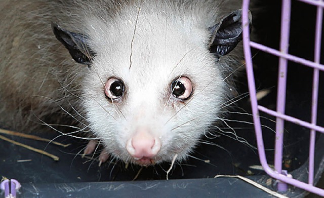 Opossum Silberblick  | Foto: dapd