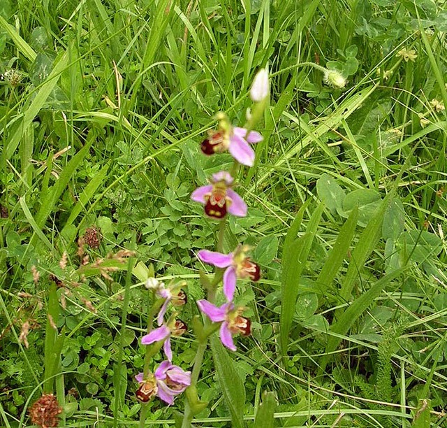 Damit die Orchideen schn blhen knne...i Freiwillige aufgerufen mitzuhelfen.   | Foto: Claudia Gempp