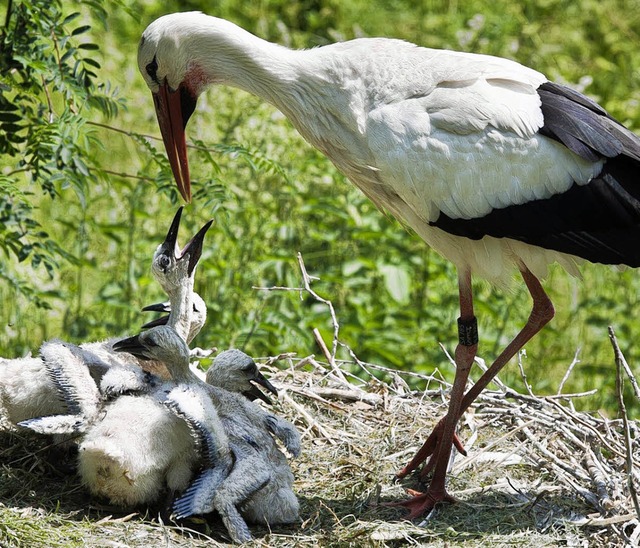   | Foto: Zoo Basel