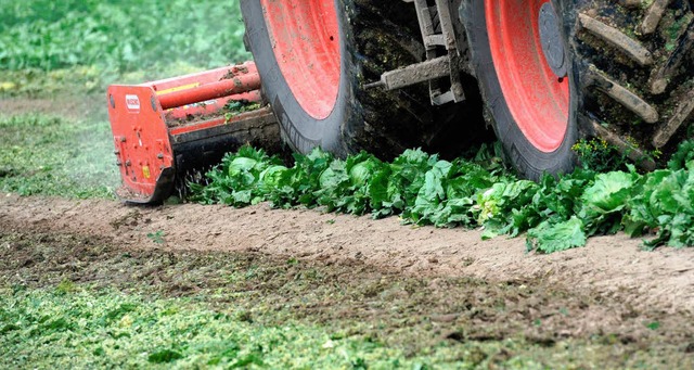 Ein Landwirt pflgt Salate unter: Die ...ie Gemsebauern in der EU sind immens.  | Foto: dpa