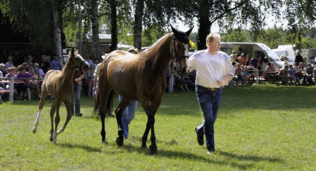 Fohlenschau beim Reitturnier: Beim Pfi... einem temperamentvollen Hengstfohlen.  | Foto: Ilona Hge