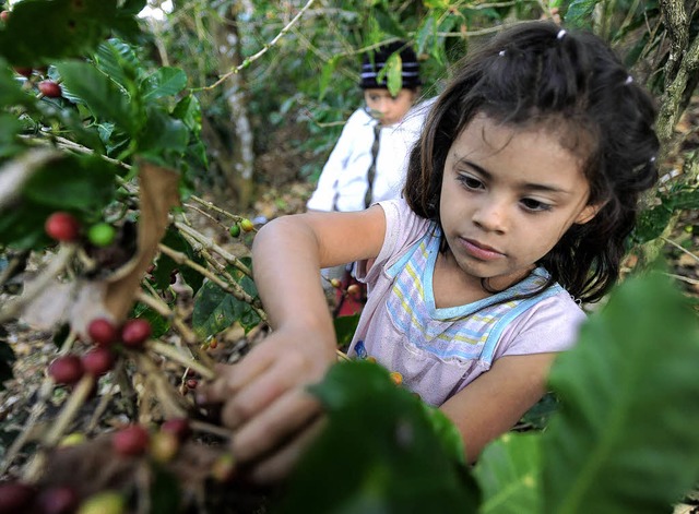 Bitter: Emra aus Honduras pflckt Kaffeebohnen und untersttzt so ihre Familie.  | Foto: afp