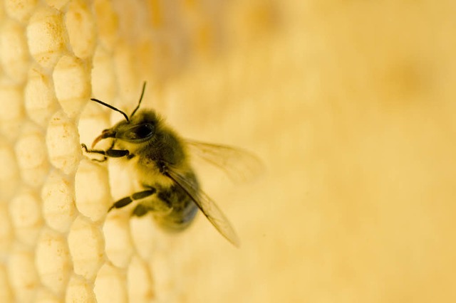 Die Biene &#8211; durchaus klimafhlig  | Foto: dapd