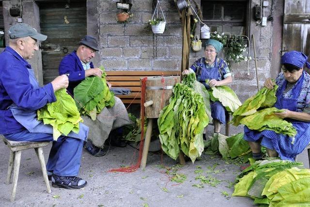 Der Tabakanbau ist ein Thema am Dorfjubilum