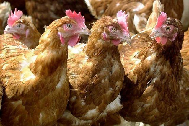 Geflügelpest in Südbaden: 2000 Tiere werden getötet