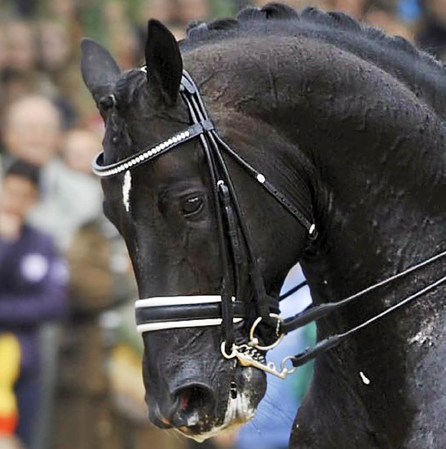 Zehn-Millionen-Euro-Pferd Totilas und ... Matthias  Rath siegten in Wiesbaden.   | Foto: dpa