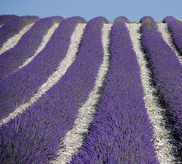 Drme provenal, Frankreich  | Foto: Claudia Diemar