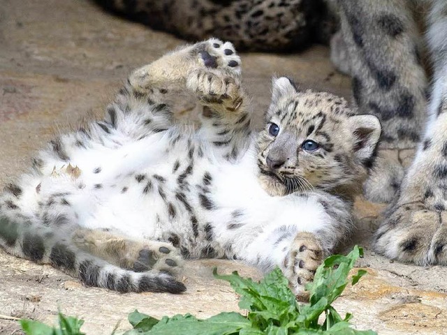 Der kleine Leopard purzelt auf der Anlage herum.   | Foto: Zoo Basel