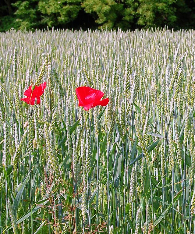 Der Mohn gilt als  Strolch, weil er Wa...klaut &#8211; hier dem  Winterweizen.   | Foto: Umi