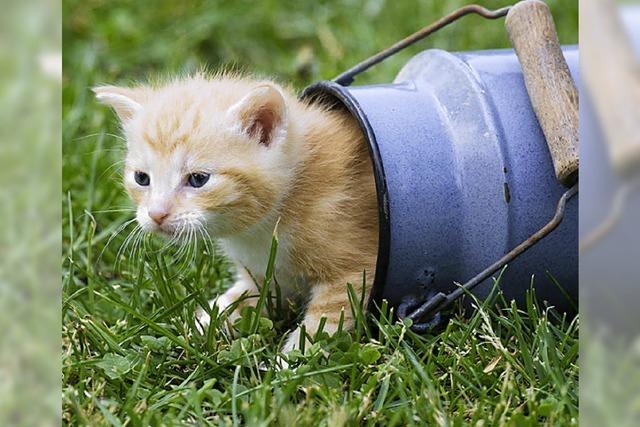 STADTBUMMLER: Catsitting, catshitting