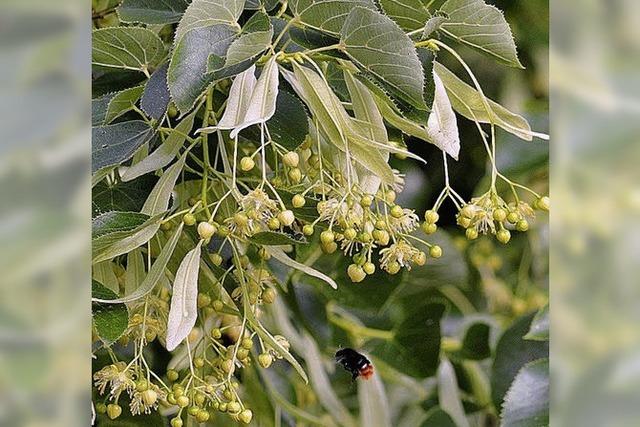 Baum der Mythen, Namen, Bruche