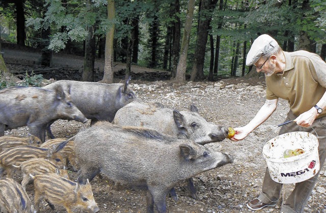 Tglich im Waldshuter Wildgehege: Wern...eins,   bei der Wildschweinftterung    | Foto: Martin