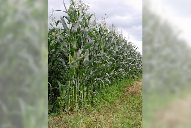 Eine der grten Biogasanlagen im ganzen Land