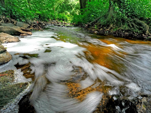 Im Wasser des Erlenbachs (nahe Frankfu...den Experten den EHEC-Erreger O104:H4.  | Foto: dpa