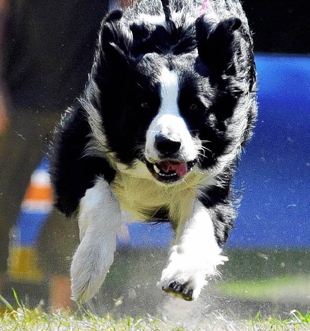 HUNDE - Freizeittipps - Badische Zeitung