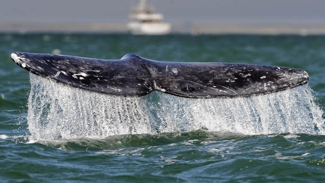 Wale beobachten ist einer der Wnsche,...ie nicht. Denn ihre Krfte schwinden.   | Foto: AFP/alicepyne.blogspot.com