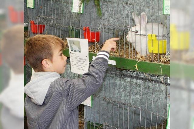 Kleine Hasen ganz gro