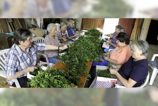 Im Einsatz fr den Blumenteppich