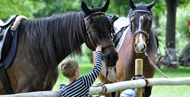 Nicht nur gucken, sondern auch mal vor...; am Tag des Pferdes ist das mglich.   | Foto: archivbild:  Ruda