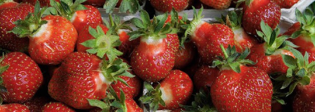 Schmecken direkt vom Feld am besten:  Erdbeeren  | Foto: dpa/ Mario Schneberg