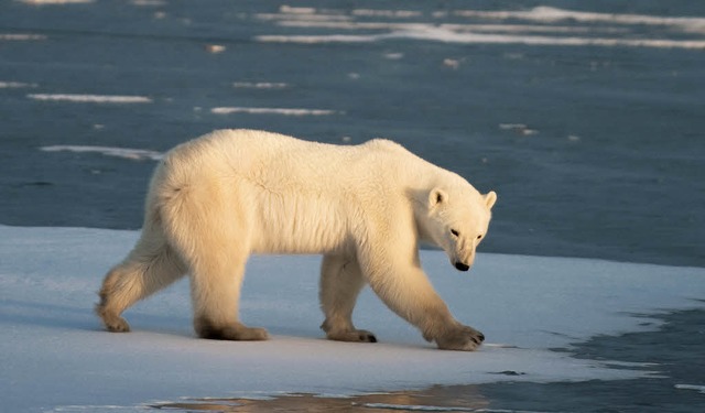 Sein Lebensraum ist durch den Klimawandel gefhrdet.   | Foto: AFP