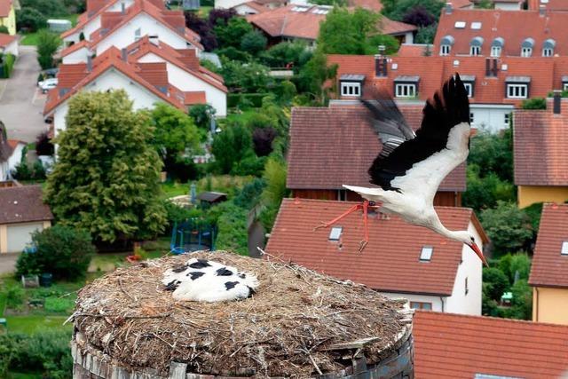 Vater Storch stammt aus dem Elsass