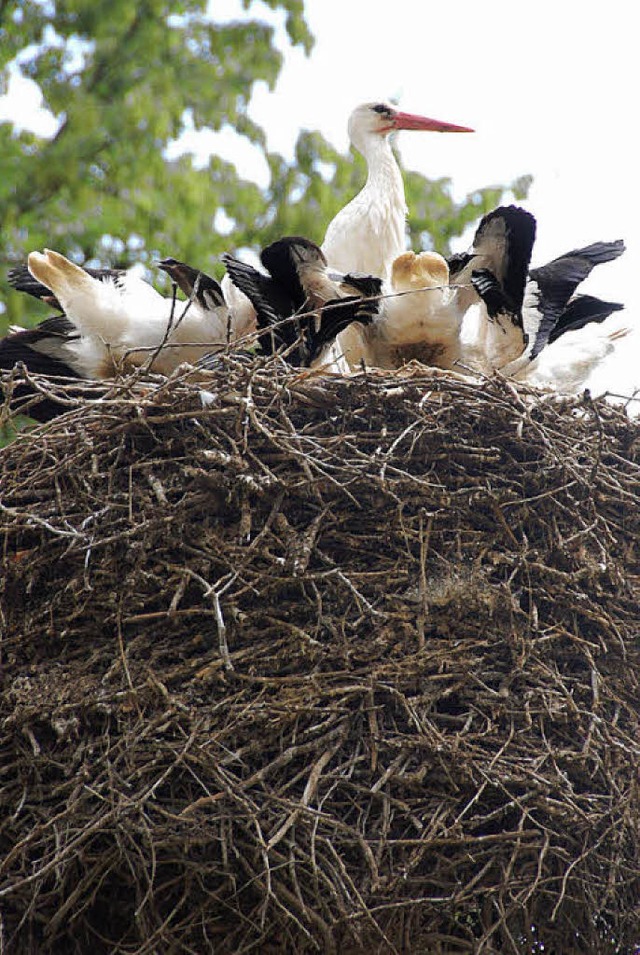 13 Storchenpaare ziehen derzeit im Tierpark ihre Jungen auf.  | Foto: Daniel Gramespacher