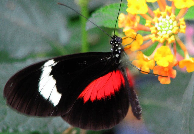 Tropische Schmetterlinge in vielen Art... Grtnerei Maier in Brennet zu sehen.   | Foto: Archivfoto: Hildegard Siebold