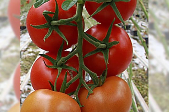 URTEILSPLATZ: Pepe und die reifen Tomaten