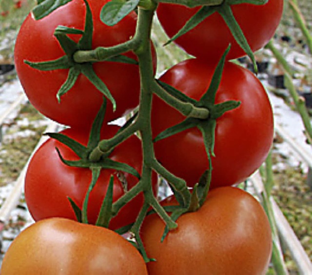 Freunde durch Tomaten  | Foto: dpa