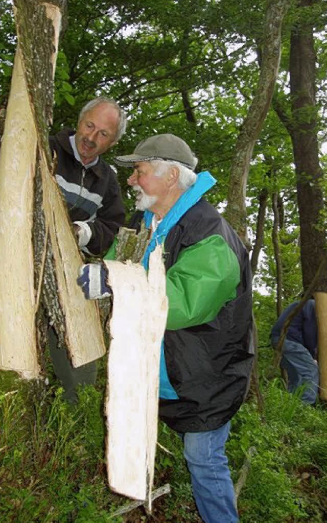 Ortsvorsteher Franz Burger und Willi Roth beim Eichenschlen  | Foto: ZVG