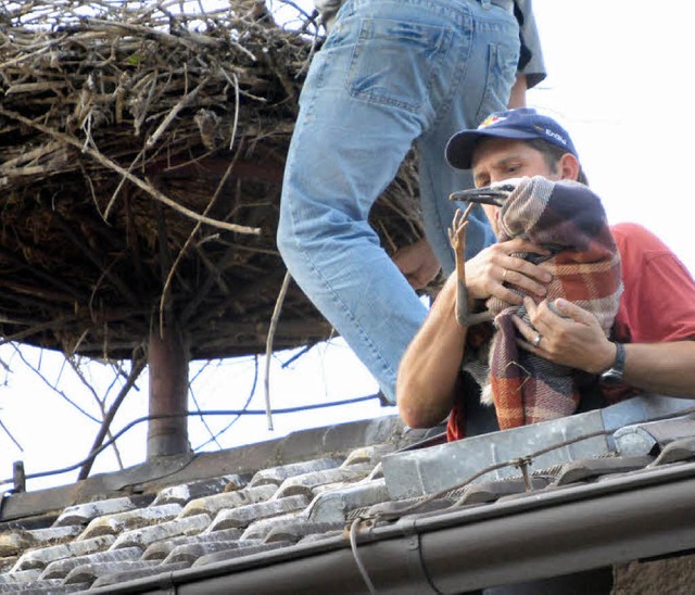 Ein Storch wird aus dem Nest geholt, u...  untersuchen und beringen zu knnen.   | Foto: Wolfgang Knstle