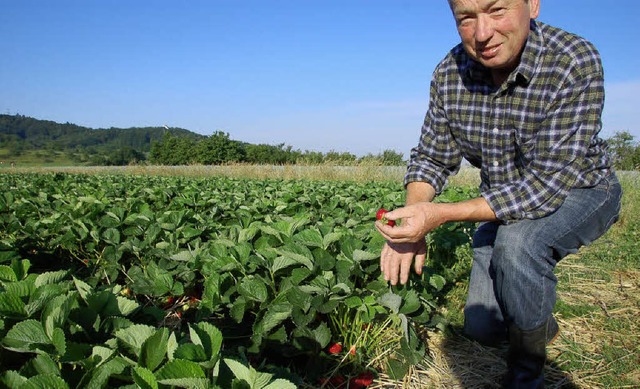 Jede Sorte hat ihre Vorzge: Hubert Blattmann in einem seinen Erdbeerfelder.   | Foto: andrea steinhart