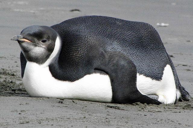 Pinguin auf Neuseeland-Ausflug liegt im Koma