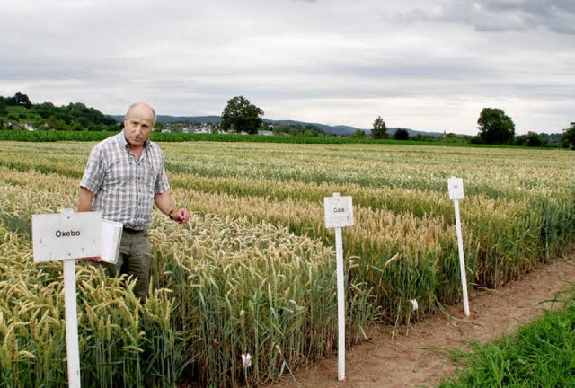 Helmut Hs testet das Korn auf dem zentrales Versuchsfeld Orschweier.   | Foto: Erika Sieberts