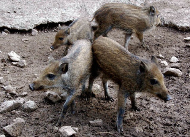 &#8222;Bei den Wildschweinen ist immer...eit macht die Umzunung  viel Arbeit.   | Foto: Horst A. Bss