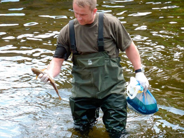 Vereinsmitglied Dirk Maier beim Bergen toter Fische aus der Alb.  | Foto: Michael Iorillo