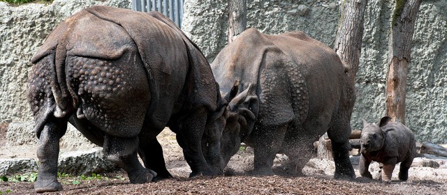 Wie wre es mit einem Besuch bei den N...ugginger Ferienpass macht es mglich.   | Foto: Zoo Basel