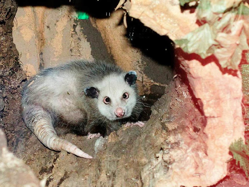 Das schielende Opossum Heidi soll die ...r in Leipzigs neue Tropenhalle locken.  | Foto: dapd