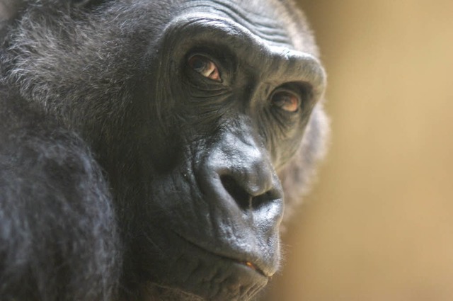 Salatschleuder: Ein Gorilla tobt in se...e herum, der Rest der Meute hngt ab.   | Foto: Michael Reich