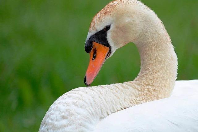 Jger zielt auf Kormoran und ttet Schwan