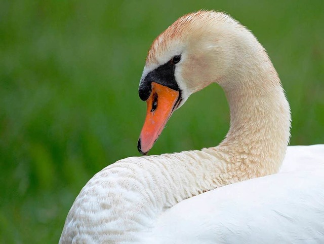 Hat der Jger einen weien Schwan mit ...en Kormoran  verwechselt? (Symbolbild)  | Foto: dpa