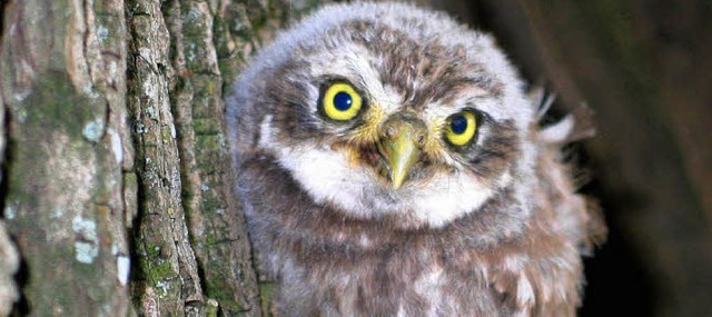 Auch die kleinen Steinkauzbabys bekomm...amit Tierfreunde sie  wiedererkennen.   | Foto: Jutta Schtz