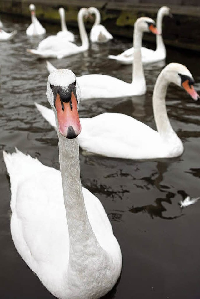 Zum Vergleich: Schwne<ppp></ppp>  | Foto: dpa