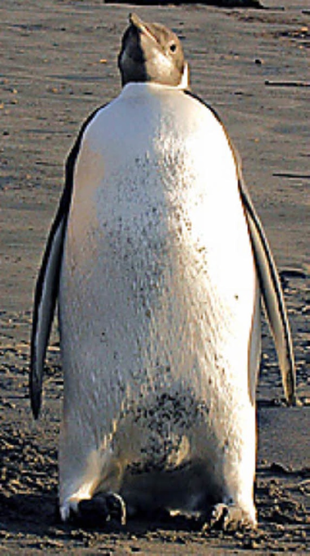 Happy Feet  | Foto: dpa