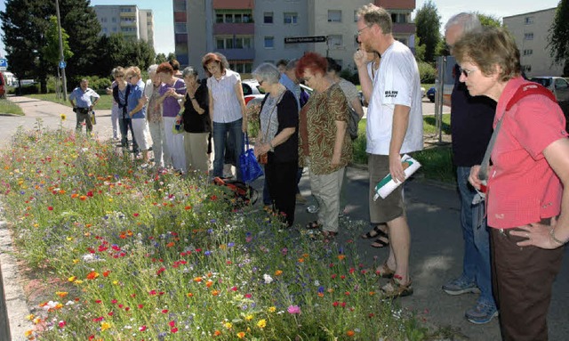 An der Rmerstrae wurden Wildblumen g...eitrag zur  Artenvielfalt zu leisten.   | Foto: heinz Vollmar