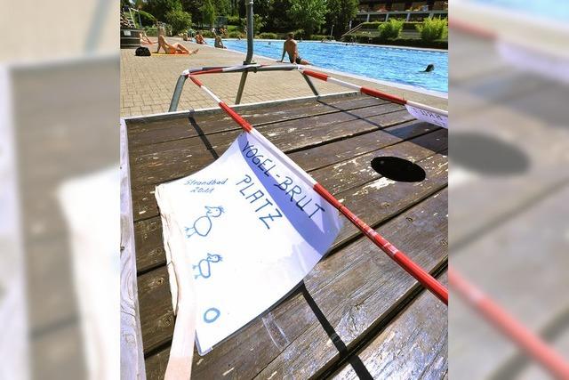 Strandbad-Bademeister rettet Bachstelzenprchen