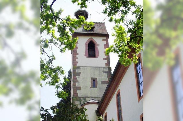 140 Jahre alte Eiche an der Kirche wird gefällt