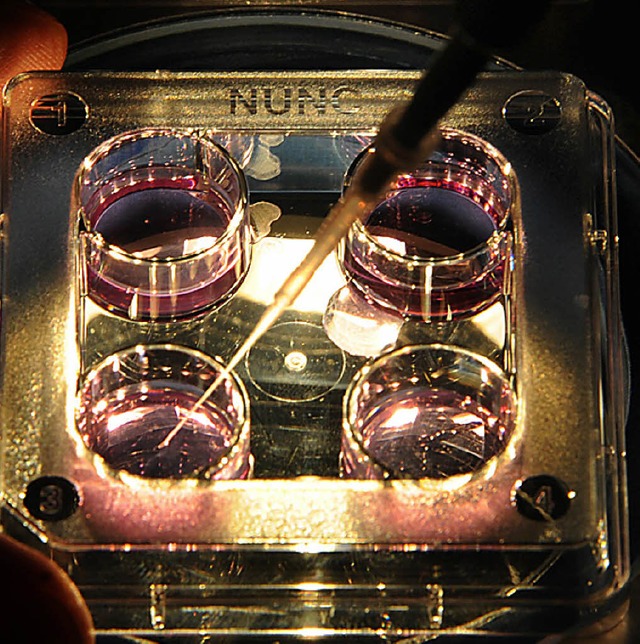 In einem Labor wird in  Kulturgefe mit Embryonen Kulturflssigkeit injiziert.  | Foto: dpa