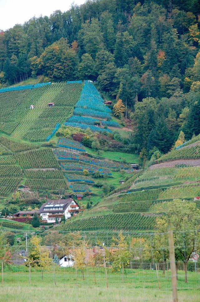 Wald, Wein und Wiesen prgen das Bild des Glottertals.  | Foto: Frank Kiefer